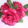 Ruby Wedding Anniversary Roses